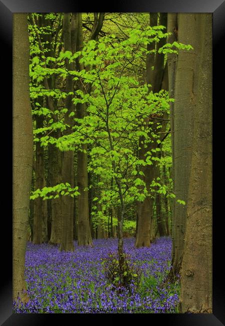  Green Tree and Bluebell Wood Framed Print by Simon Johnson