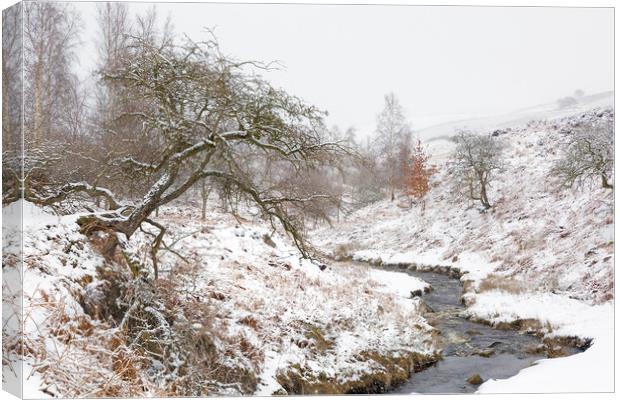 Winter in Swaledale, Yorkshire Dales  Canvas Print by Wendy McDonnell