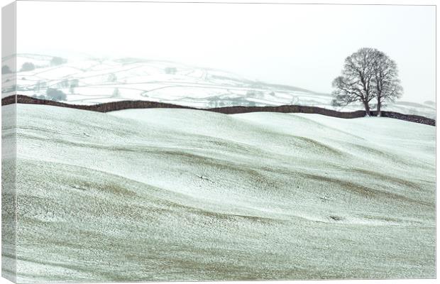 Winter in Wensleydale, Yorkshire Dales  Canvas Print by Wendy McDonnell