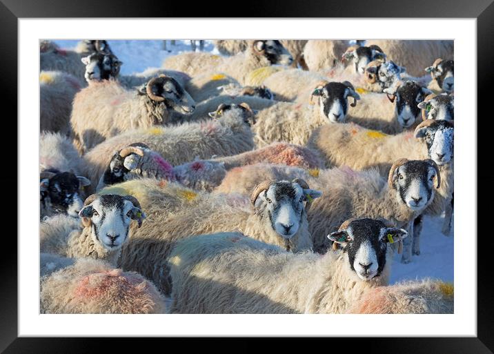 Sheep in winter, Yorkshire Dales Framed Mounted Print by Wendy McDonnell