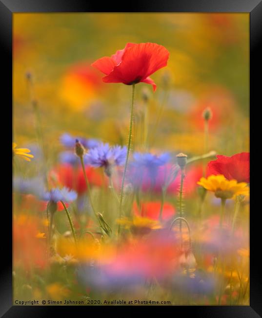 sunlit poppy and meadow flowers Framed Print by Simon Johnson