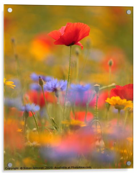 sunlit poppy and meadow flowers Acrylic by Simon Johnson