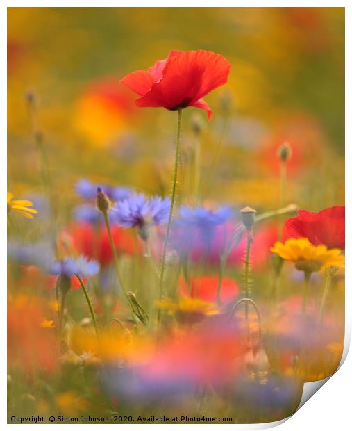 sunlit poppy and meadow flowers Print by Simon Johnson
