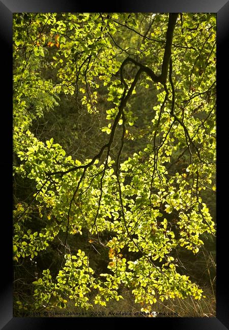 Sunlit, spring leaves Framed Print by Simon Johnson