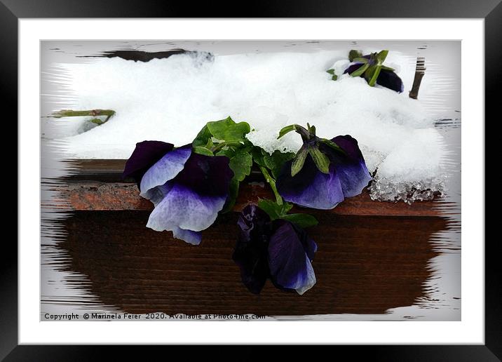 Pansy under snow Framed Mounted Print by Marinela Feier