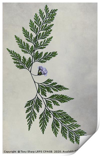 DRY FLOWER AND FERNS Print by Tony Sharp LRPS CPAGB