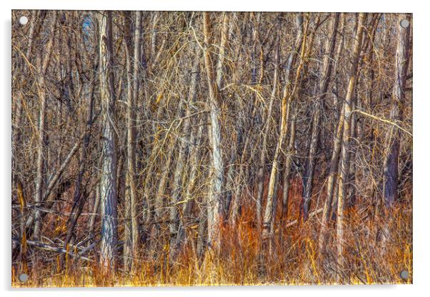 Dense Woodland Acrylic by David Hare