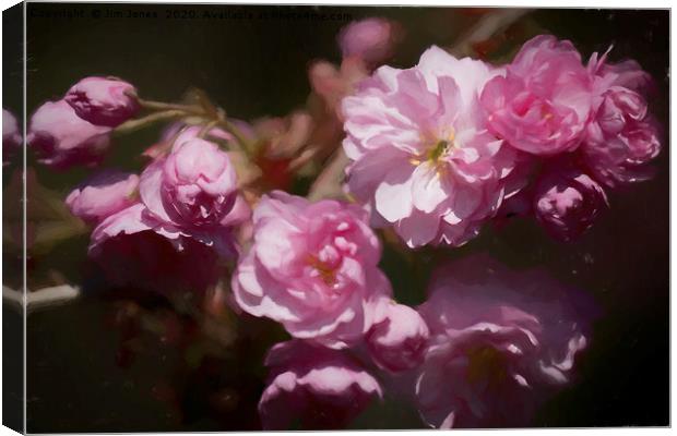 Artistic Cherry Blossom Canvas Print by Jim Jones