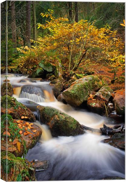 Wyming Brook in Autumn                             Canvas Print by Darren Galpin