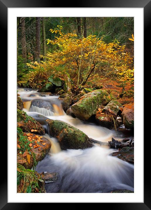 Wyming Brook in Autumn                             Framed Mounted Print by Darren Galpin