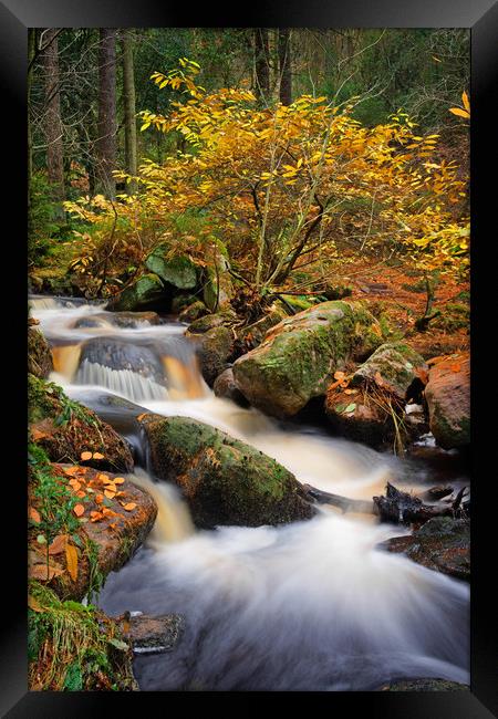 Wyming Brook in Autumn                             Framed Print by Darren Galpin