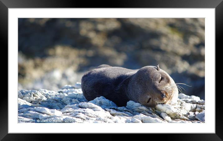 Sleepy Seal on a Beach in Australia Framed Mounted Print by Liam Neon