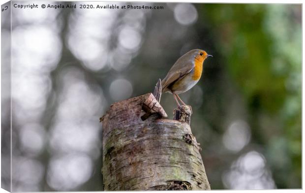 Rockin Robin. Canvas Print by Angela Aird