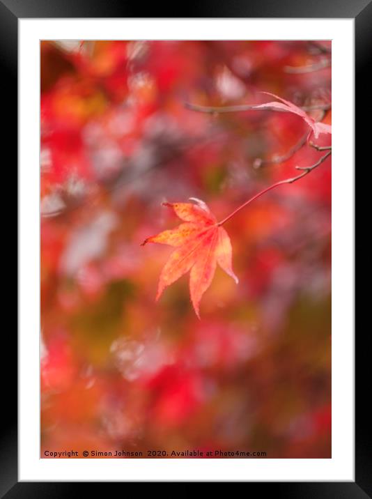 autumn Mapple leaf Framed Mounted Print by Simon Johnson