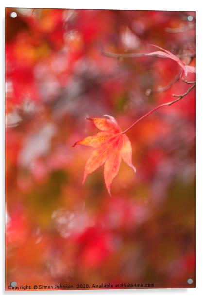 autumn Mapple leaf Acrylic by Simon Johnson