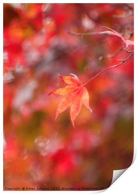 autumn Mapple leaf Print by Simon Johnson