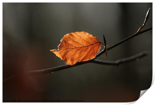 Last leaf standing Print by Simon Johnson