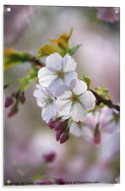  Spring Blossom Acrylic by Simon Johnson