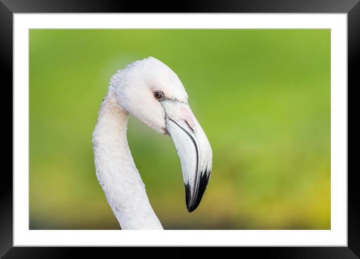Portrait of a Chilean flamingo Framed Mounted Print by Jason Wells