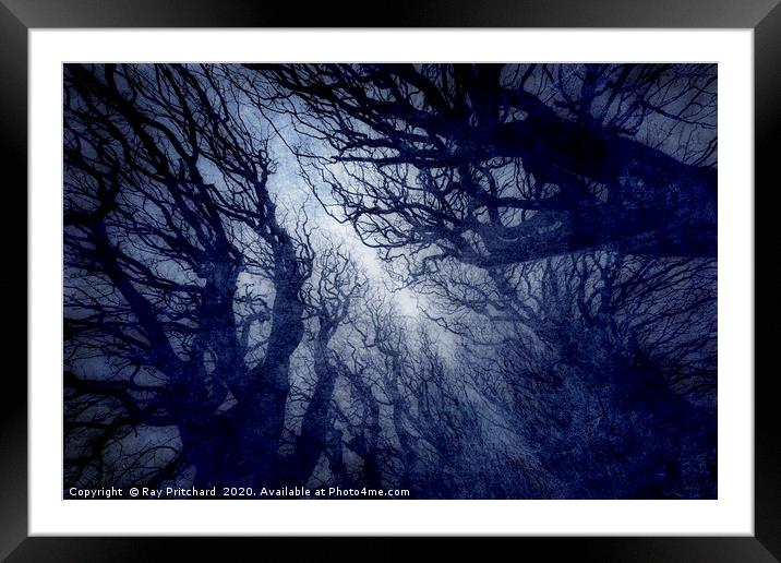 Trees Framed Mounted Print by Ray Pritchard