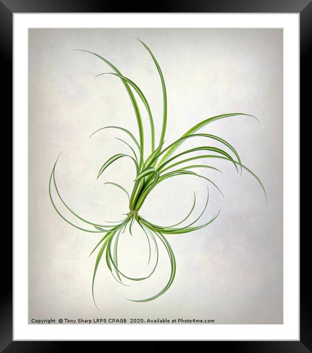 SPIDER PLANT (Chlorophytum comosum) Framed Mounted Print by Tony Sharp LRPS CPAGB