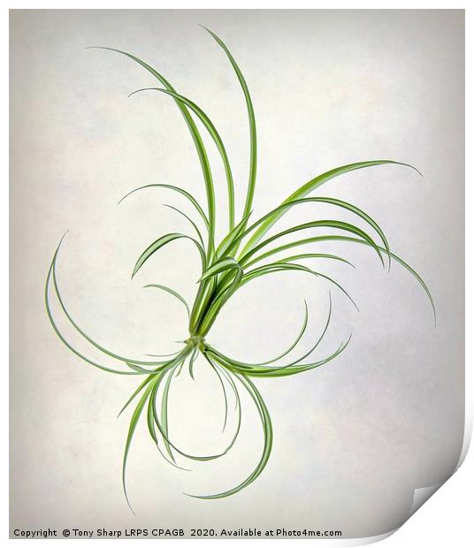 SPIDER PLANT (Chlorophytum comosum) Print by Tony Sharp LRPS CPAGB