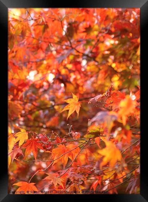 Acer Colour Autumn Woodland Framed Print by Simon Johnson