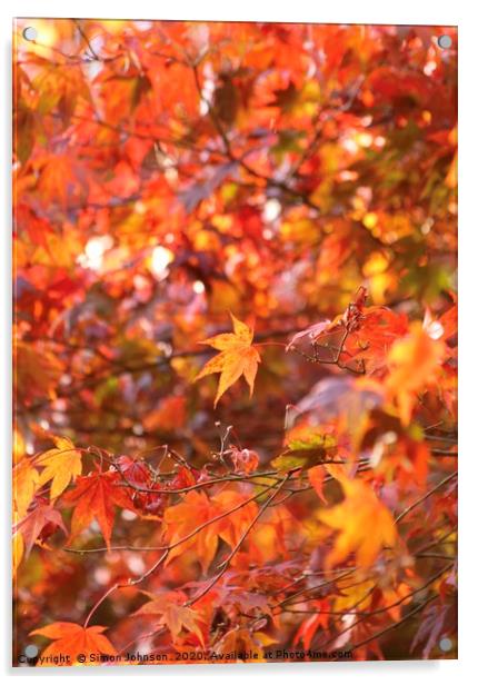 Acer Colour Autumn Woodland Acrylic by Simon Johnson
