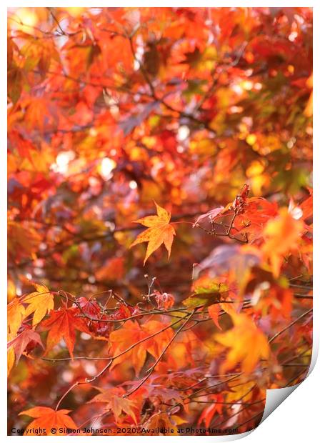 Acer Colour Autumn Woodland Print by Simon Johnson