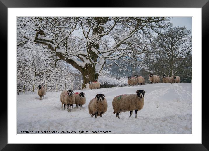 Swaledale Sheep in Snow Framed Mounted Print by Heather Athey