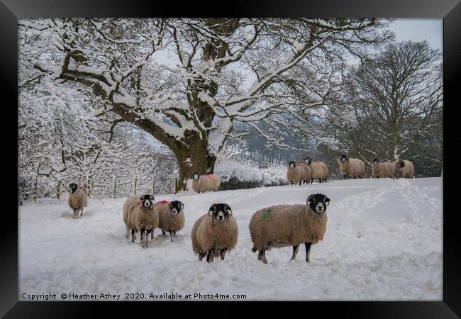 Swaledale Sheep in Snow Framed Print by Heather Athey