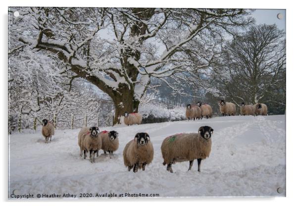 Swaledale Sheep in Snow Acrylic by Heather Athey