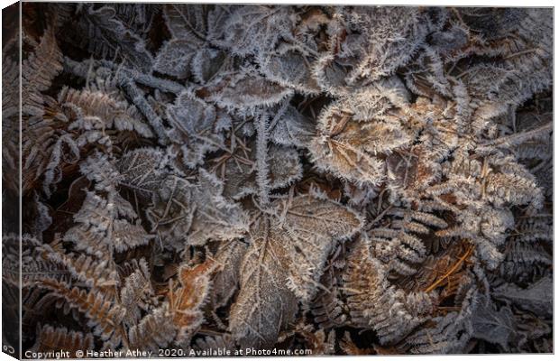 Frosted leaves in winter Canvas Print by Heather Athey