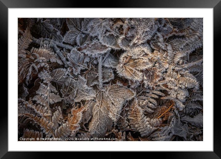 Frosted leaves in winter Framed Mounted Print by Heather Athey