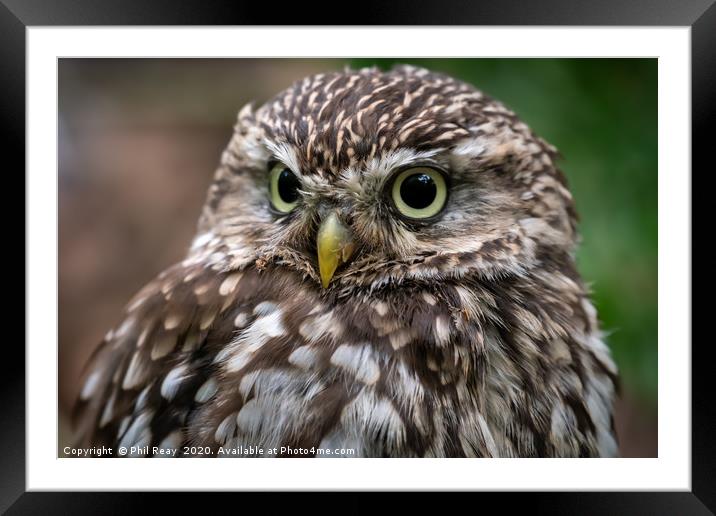 A Little owl Framed Mounted Print by Phil Reay