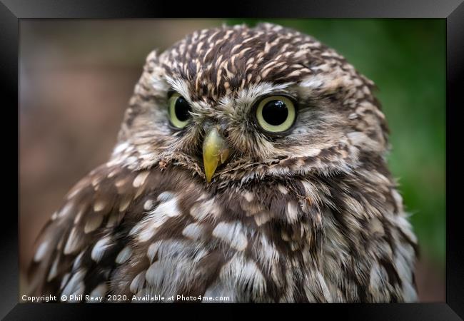A Little owl Framed Print by Phil Reay