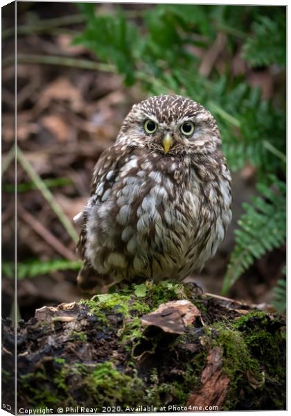 Little Owl Canvas Print by Phil Reay