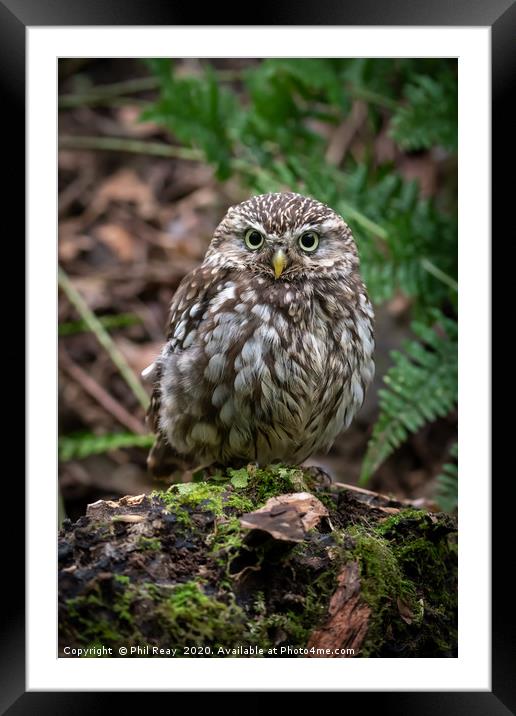 Little Owl Framed Mounted Print by Phil Reay