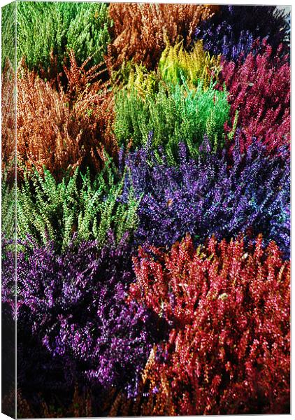 Colourfull Heathers Canvas Print by JEAN FITZHUGH