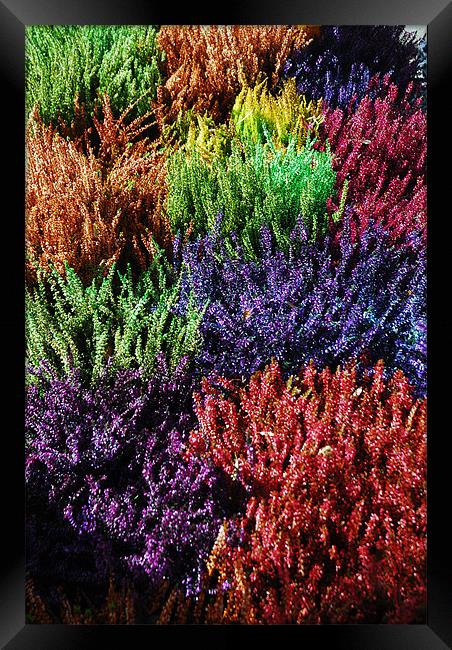 Colourfull Heathers Framed Print by JEAN FITZHUGH