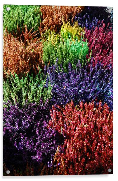 Colourfull Heathers Acrylic by JEAN FITZHUGH