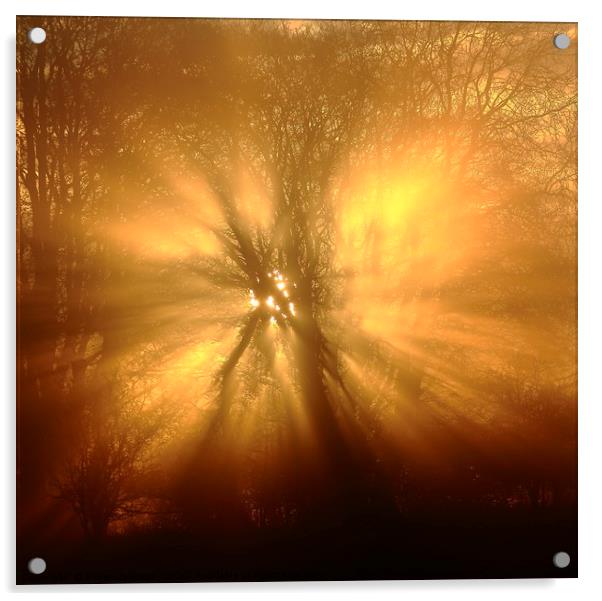 Sunburst close up Acrylic by Simon Johnson