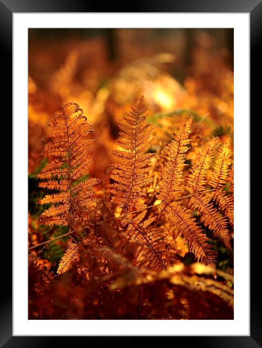 sunlit ferns  Framed Mounted Print by Simon Johnson