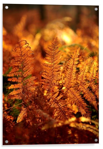 sunlit ferns  Acrylic by Simon Johnson