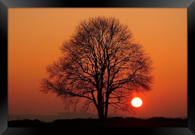 Tree and sun  Framed Print by Simon Johnson