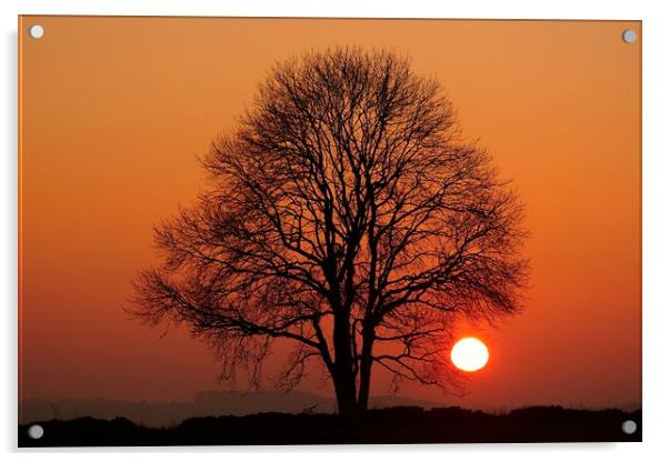 Tree and sun  Acrylic by Simon Johnson