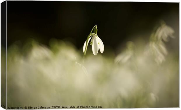 Sunlit Snowdrop Canvas Print by Simon Johnson