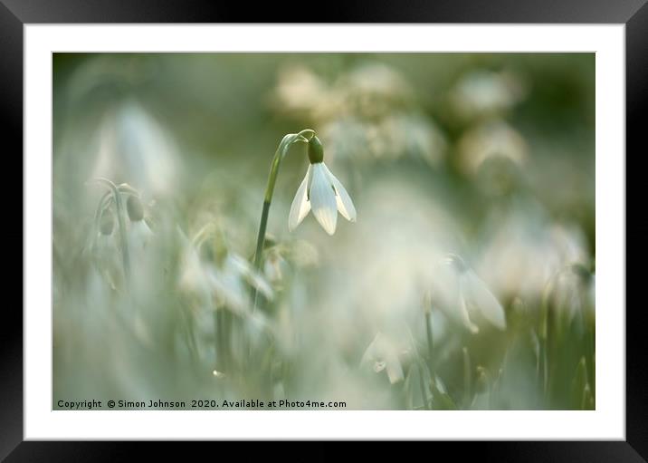 Snowdrop close up Framed Mounted Print by Simon Johnson