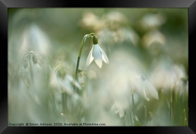 Snowdrop close up Framed Print by Simon Johnson