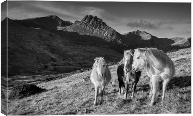 Carneddau Ponies near Tryfan Canvas Print by Rory Trappe